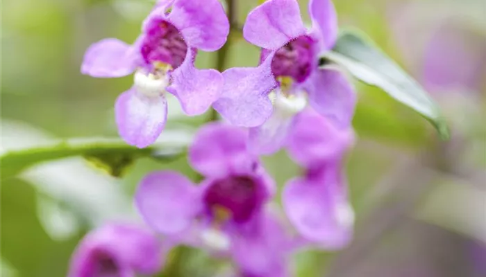 Angelonia 'Paria® Compact Hot Pink'