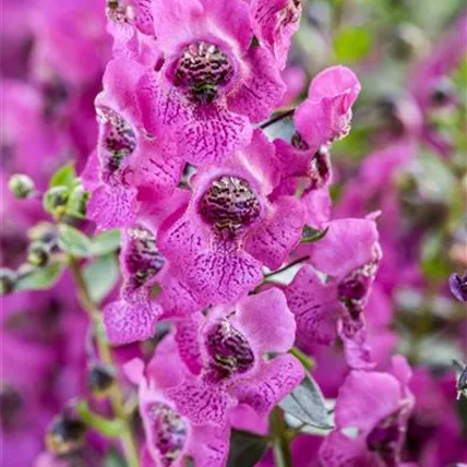 Angelonia angustifolia