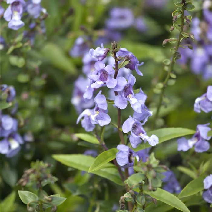 Angelonia angustifolia
