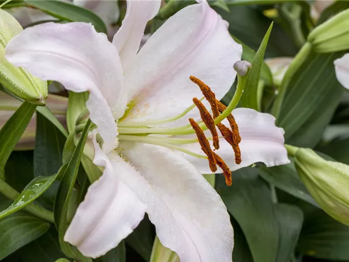 Lilium