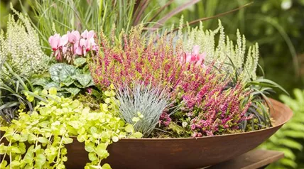 Calluna vulgaris