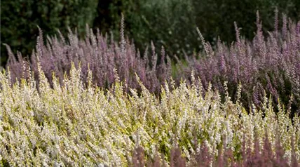 Calluna vulgaris