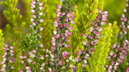 Calluna vulgaris 'Beauty Ladies® - Twins'
