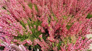 4011261001077_calluna vulgaris Garden Girls_4.jpg