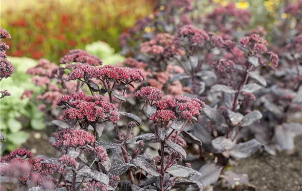 Sedum Sedum