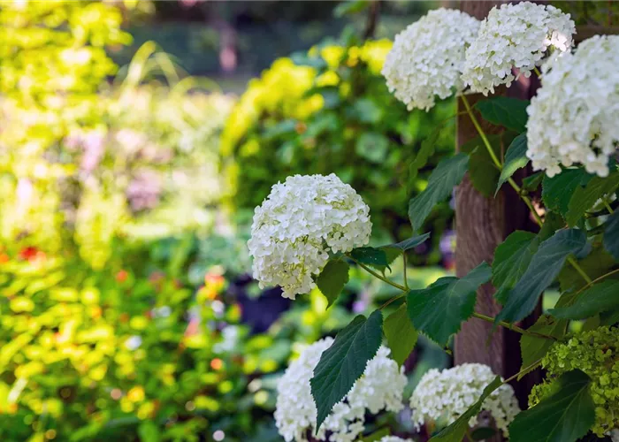 Weingärtners Pflanzen Weingärtners Pflanzen