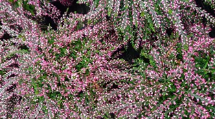 Calluna Rasta Girls_4011261120464_1.png