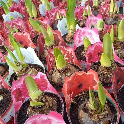 2061994423839_Amaryllis 6,99€.png 2061994423839_Amaryllis 6,99€.png