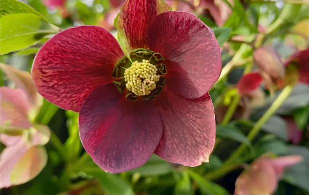 4051451233796_Christrose rot_14,99€.png