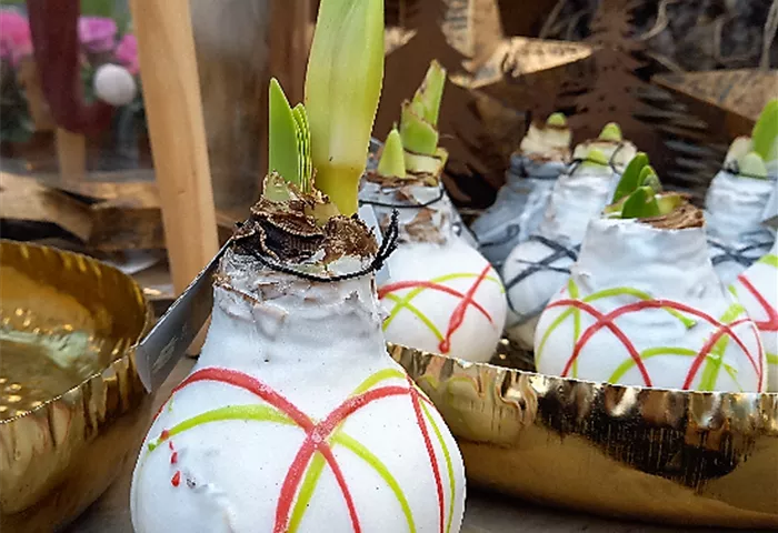 Amaryllis in Wachs_12.99€_8719129566619_1.png Amaryllis in Wachs_12.99€_8719129566619_1.png