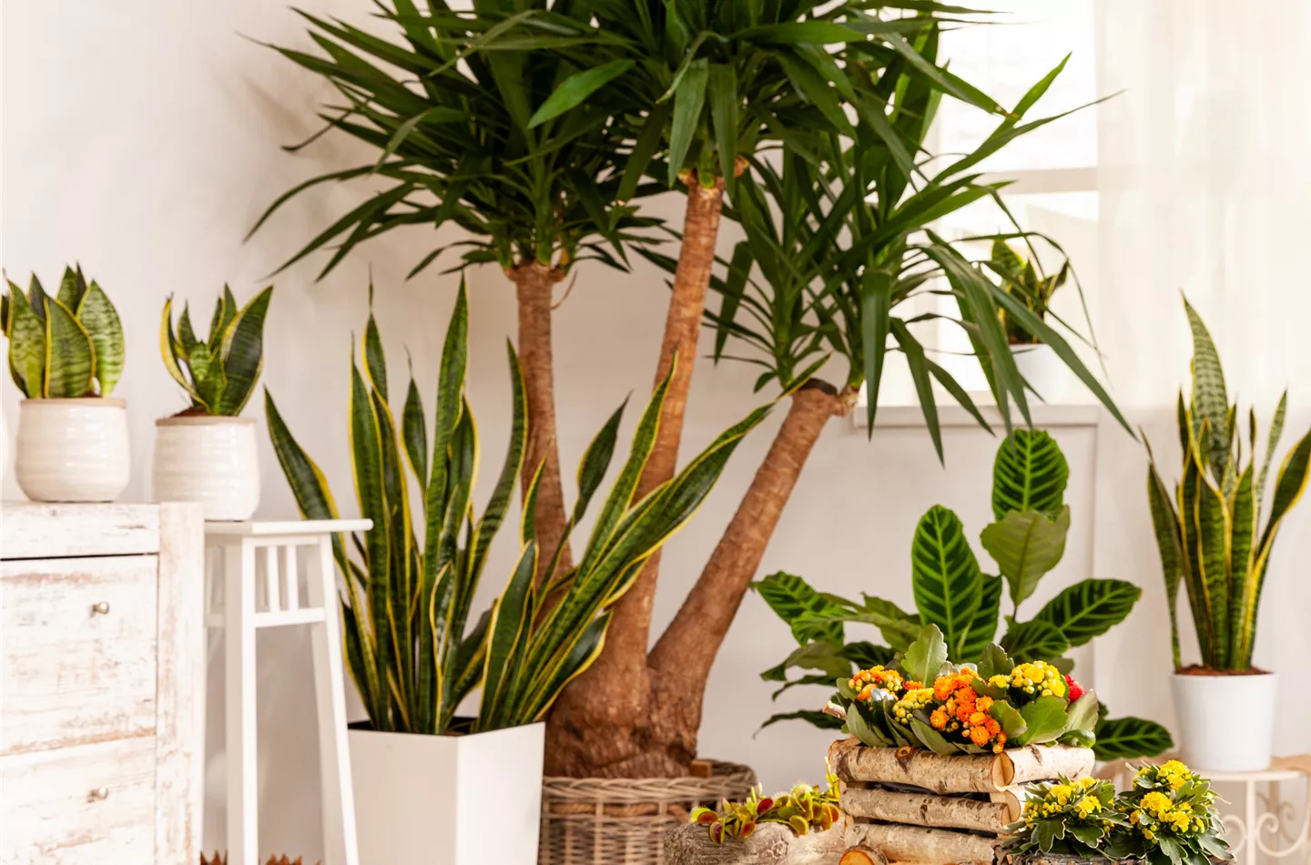 Zimmerpflanzen Zimmerpflanzen