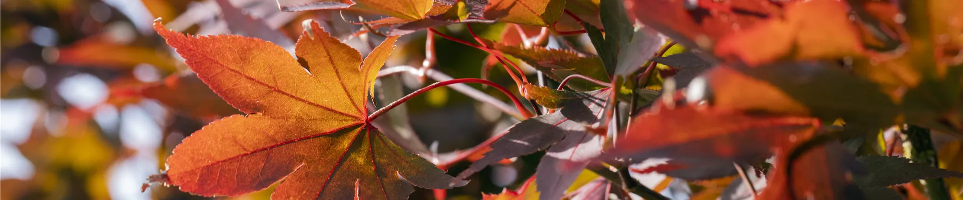 GS590745.jpg GS590745.jpg