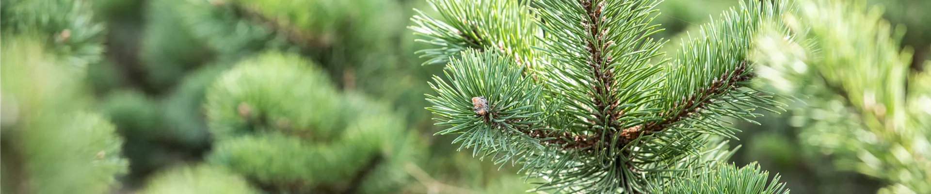 GS643569.jpg GS643569.jpg