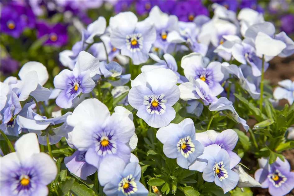 Veilchen  Tipps fr die erfolgreiche Pflege  Weingrtner Gartencenter -  Weingrtner