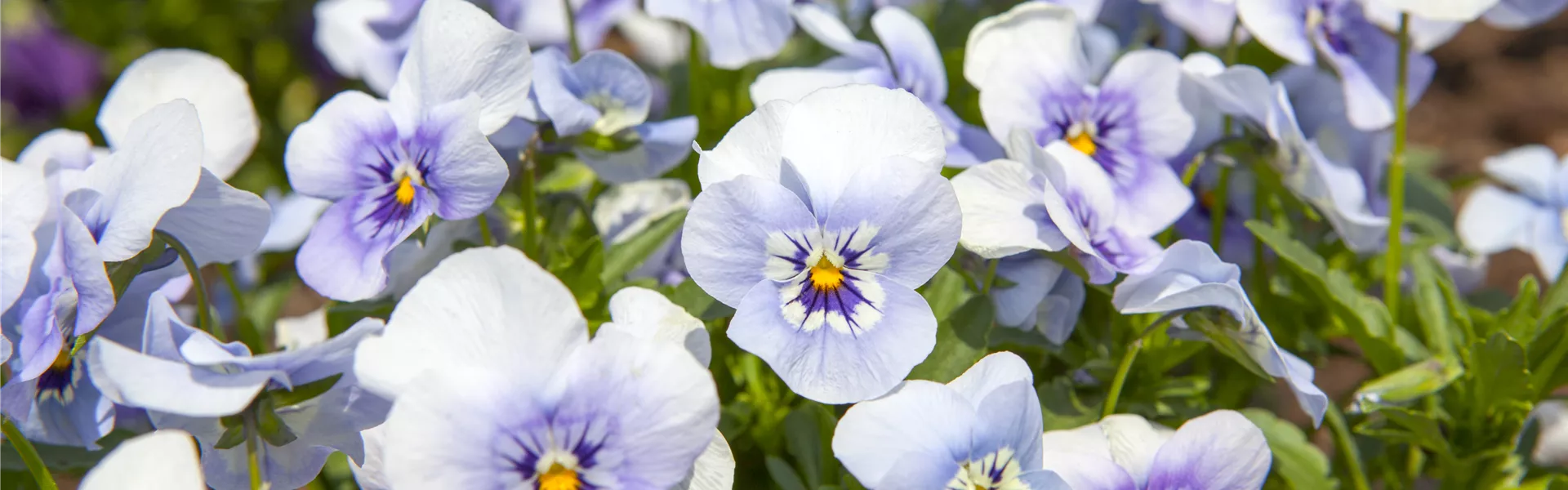 GS498128.jpg GS498128.jpg