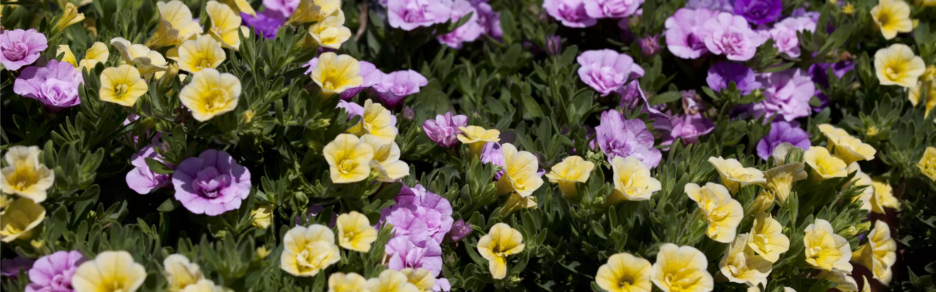 GS444804.jpg GS444804.jpg