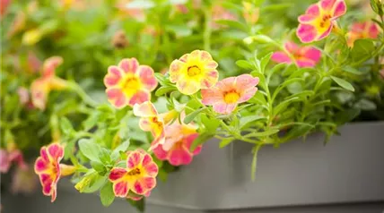 Calibrachoa