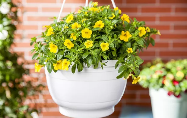 Calibrachoa