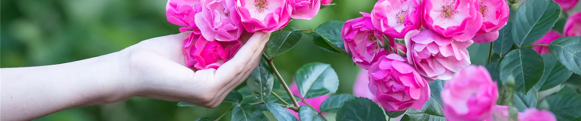 GS621201.jpg GS621201.jpg