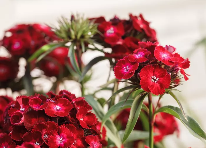 Dianthus barbatus, rot