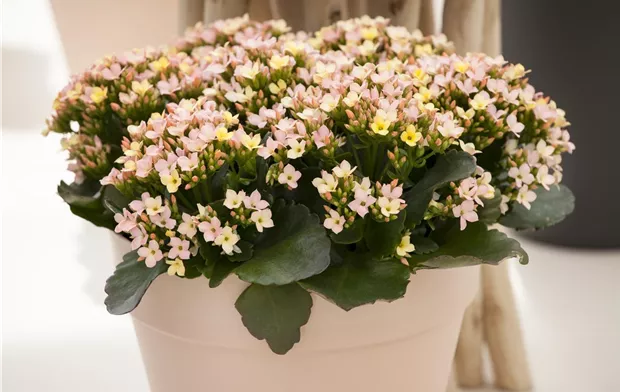 Kalanchoe blossfeldiana, rosa Kalanchoe blossfeldiana, rosa