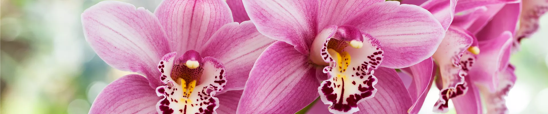 GS396256.jpg GS396256.jpg