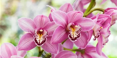 Richtige Pflege für Cymbidien: Der blühende Traum unter den Orchideen