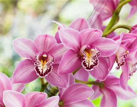 Richtige Pflege für Cymbidien: Der blühende Traum unter den Orchideen Richtige Pflege für Cymbidien: Der blühende Traum unter den Orchideen