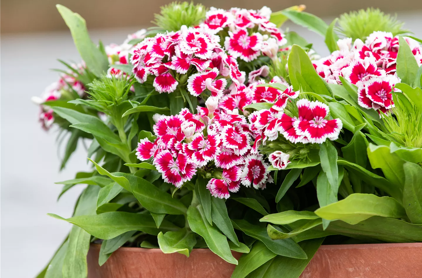 Beet, Balkon, Blütenstauden Beet, Balkon, Blütenstauden