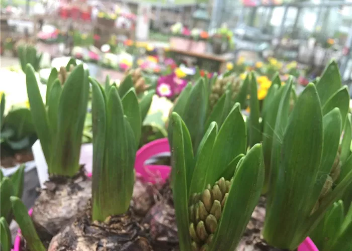 Hyazinthen.JPG Hyazinthen.JPG