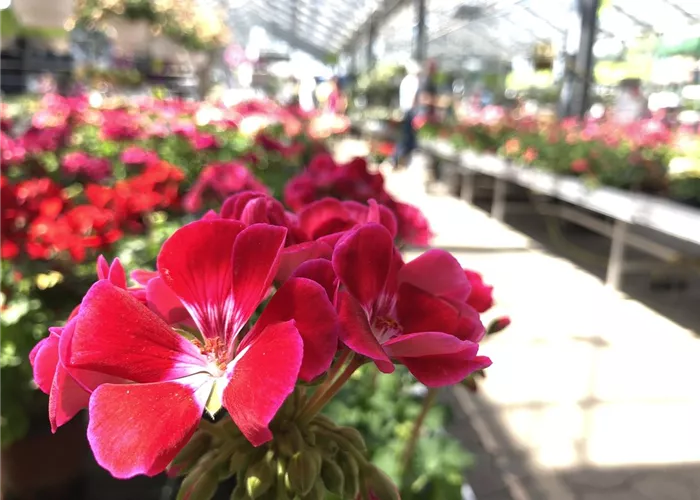 IMG_0531.JPEG IMG_0531.JPEG