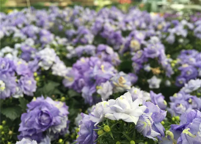 IMG_3519.JPG IMG_3519.JPG