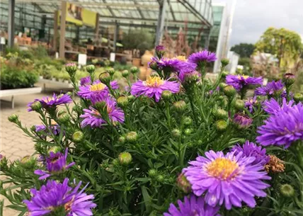 IMG_5790.JPG IMG_5790.JPG