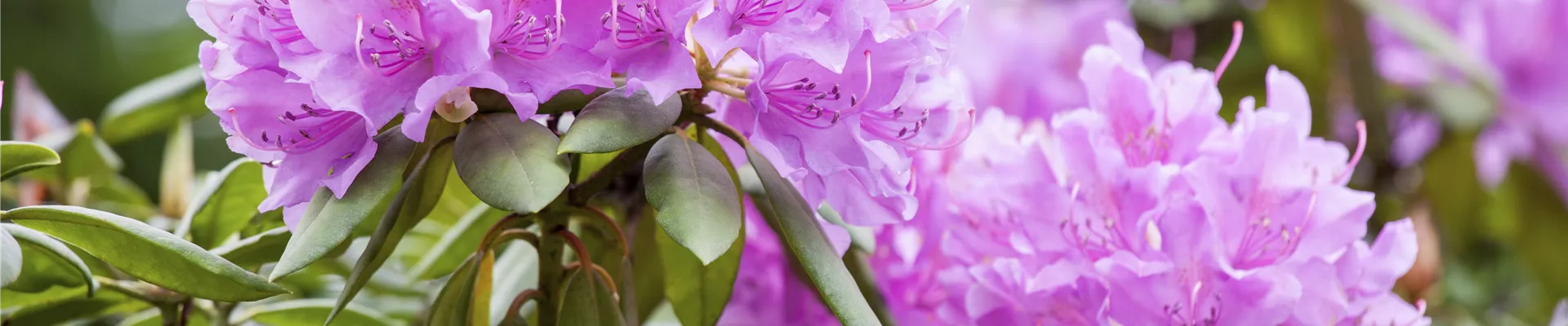 GS492449.jpg GS492449.jpg