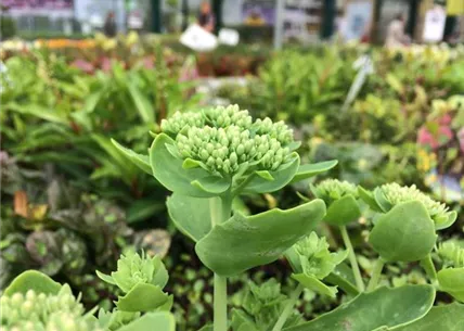 IMG_5788.JPG IMG_5788.JPG