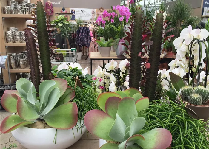 IMG_2194.JPG IMG_2194.JPG