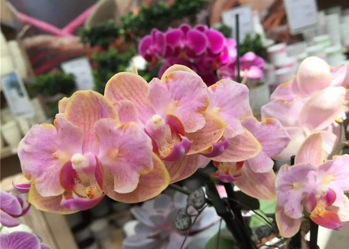 IMG_2193.JPG IMG_2193.JPG