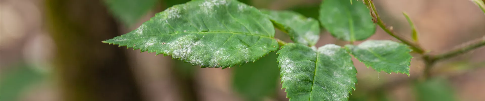 GS657856.jpg GS657856.jpg