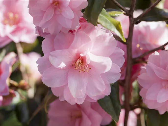 Camellia japonica 'Spring Festival'