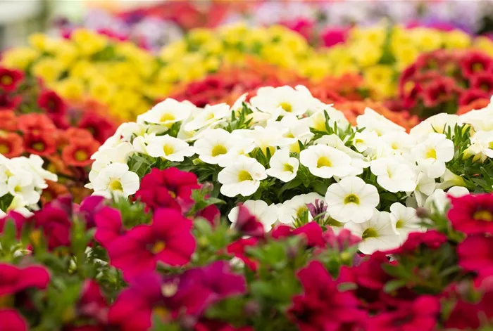 Calibrachoa 'Calitastic™ White'