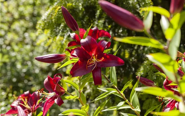 Lilium 'Salinas' Lilium 'Salinas'
