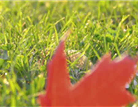 Rasenpflege im Herbst Rasenpflege im Herbst