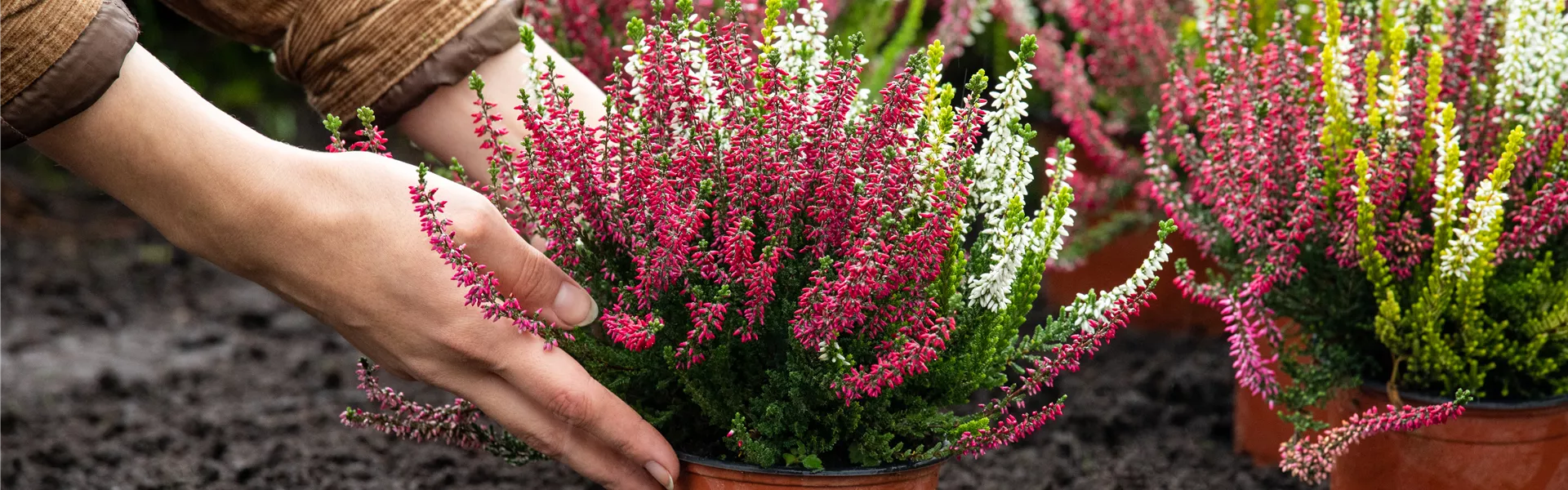 GS654702.jpg GS654702.jpg