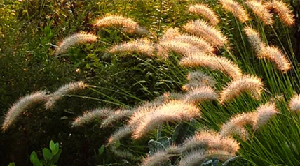 gartenkalender-herbst-pampasgras.jpg