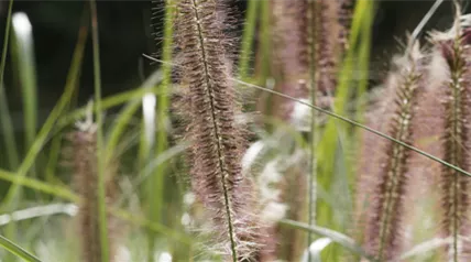gartenkalender-herbst-lampenputzergras.jpg
