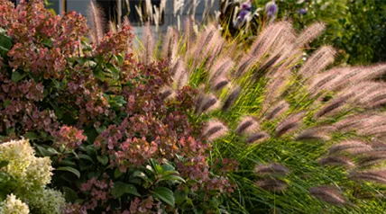 gartenkalender-herbst-ziergras.jpg