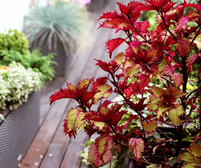 gartenkalender-herbst-balkonpflanzen.jpg