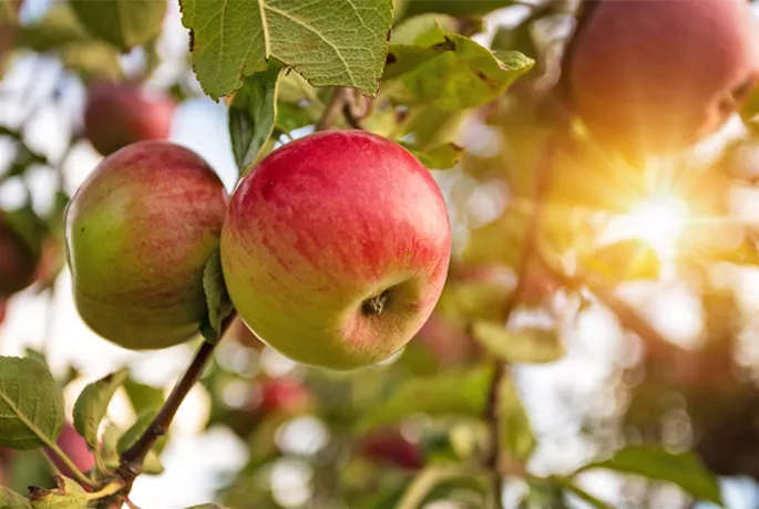 gartenkalender-herbst-obstbaeume.jpg