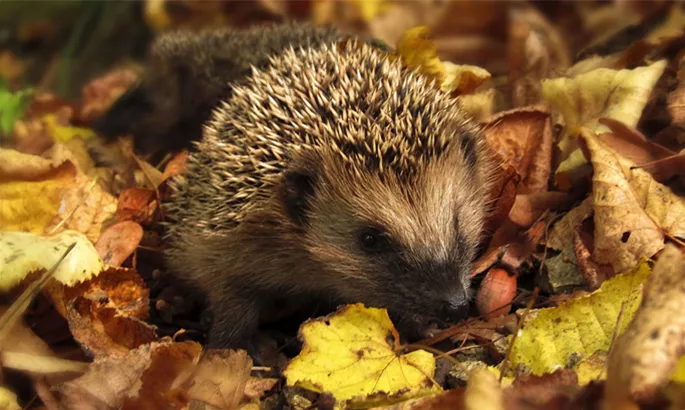 gartenkalender-herbst-igel.jpg