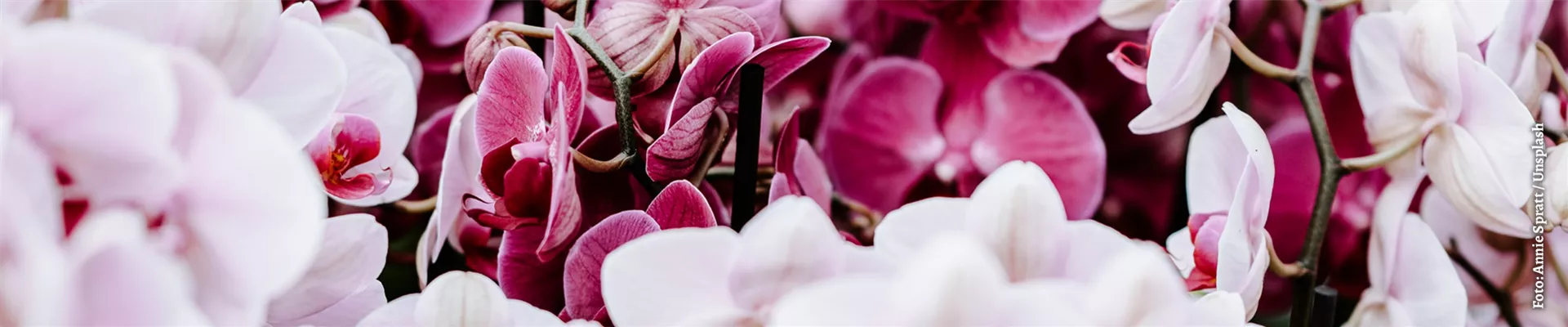 blog-orchideen-header.png blog-orchideen-header.png